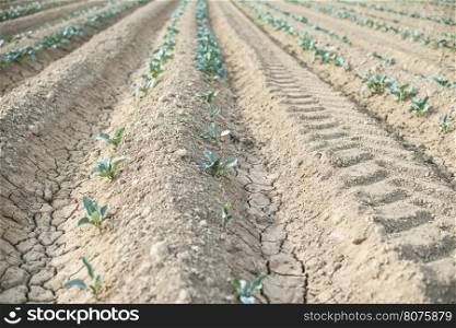 Small planted cabbage in row. Young plants