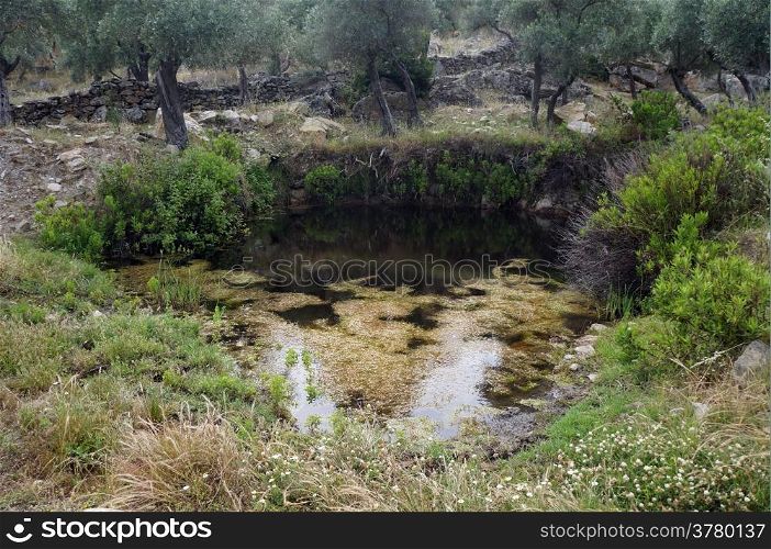 Small pond and olive trees in orchard in Turkey