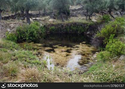 Small pond and olive trees in orchard in Turkey