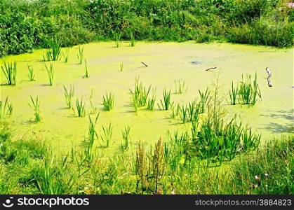 Small pond, overgrown with green duckweed, reeds and grass