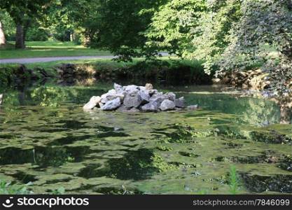 Small pond with water lily in the park