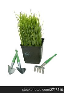 Small pot of green grass representing a personal garden with gardening tools - path included