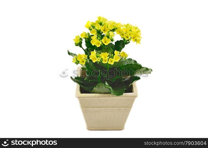 Small pot with yellow flowers isolated on white