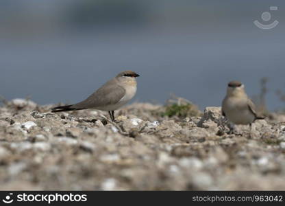 Small pratincole, Glareola lactea, Bhigwan, Pune, Maharashtra, India.