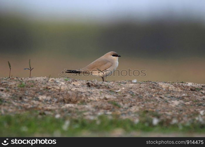 Small Pratincole, Glareola lactea, India.. Small Pratincole, Glareola lactea, India