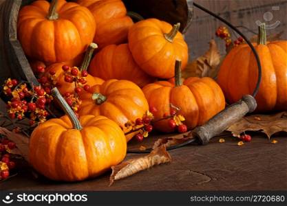 Small pumpkins with wood bucket