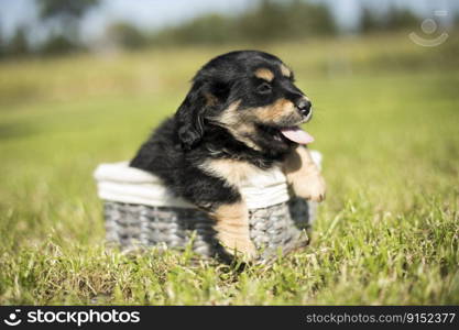 Small puppies in a wicker basket