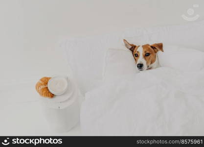 Small puppy lies in white comfortable bed under soft blanket delicious croissant cappuccino near. Good morning and domestic animals concept. Jack russel terrier in spacious white bedroom has good rest