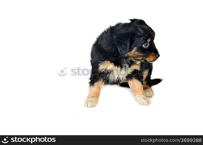small puppy playing on white