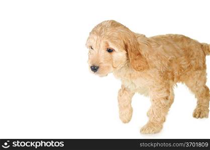 small puppy playing on white