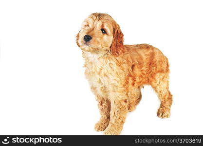 small puppy playing on white