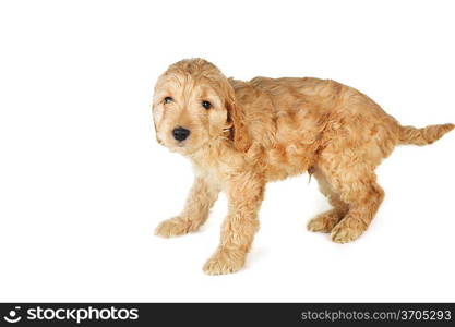 small puppy playing on white