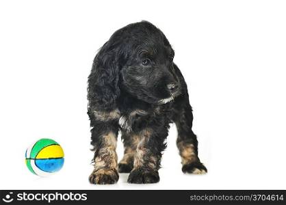 small puppy playing with ball