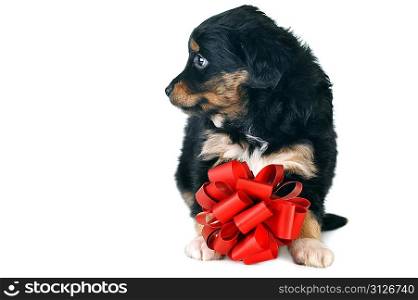 small puppy playing with red ribbon