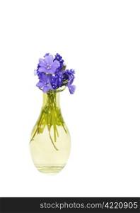 Small Purple flowers in bloom in yellow glass vase on white background