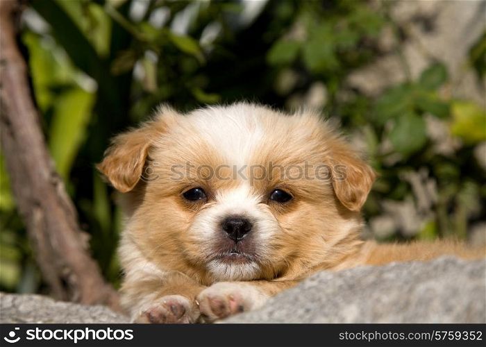small quiet young dog, outdoor picture