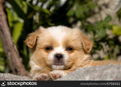 small quiet young dog, outdoor picture