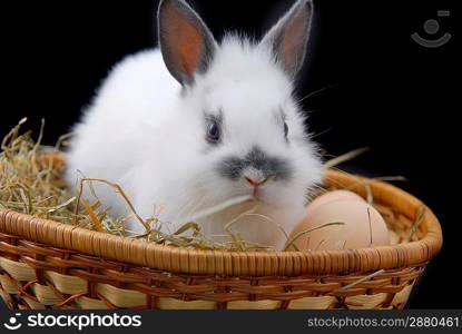 small rabbit and eggs isolated on black background