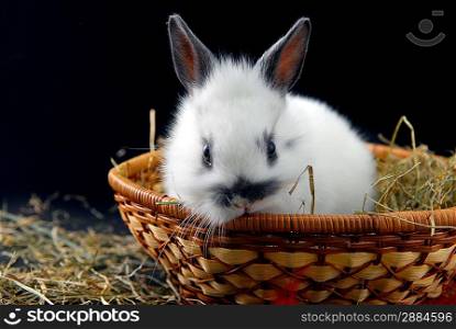small rabbit isolated on black background