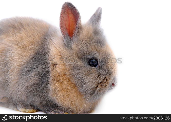 small rabbit isolated on white background