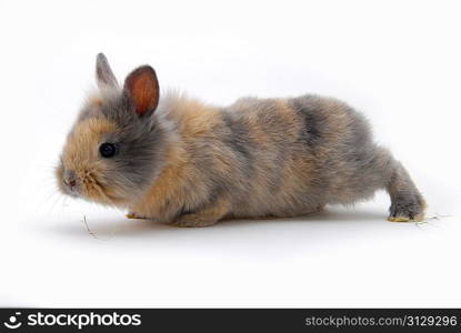 small rabbit isolated on white background