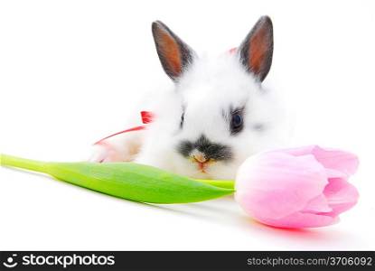 small rabbit with flower isolated on white background
