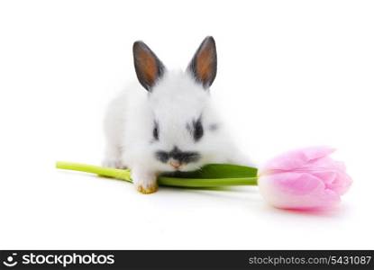 small rabbit with flower isolated on white background