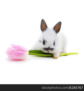 small rabbit with flower isolated on white background