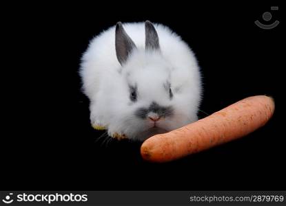 small rabbits isolated on black background