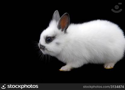 small rabbits isolated on black background