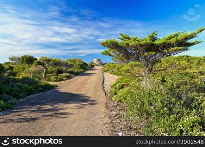 small raod between mediterranean vegetation in San Pietro Island, Sardinia, Italy