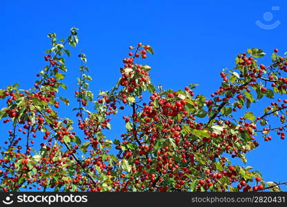 small red apple on green branch