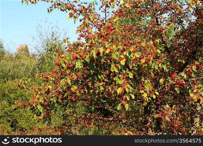 small red apple on green branch