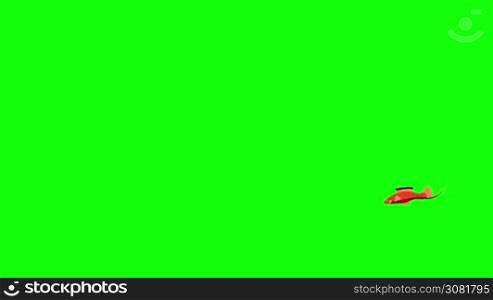 Small Red Aquarium Fish floats in an aquarium. Animated Looped Motion Graphic Isolated on Green Screen