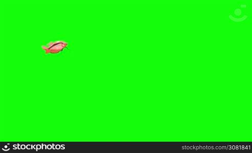 Small Red Aquarium Fish Gourami floats in an aquarium. Animated Looped Motion Graphic Isolated on Green Screen