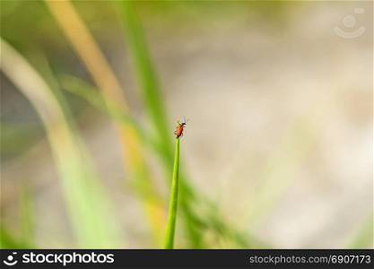 small red beetle on a grass