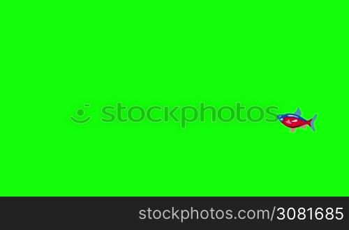 Small Red-blue striped Aquarium Fish floats in an aquarium. Animated Looped Motion Graphic Isolated on Green Screen