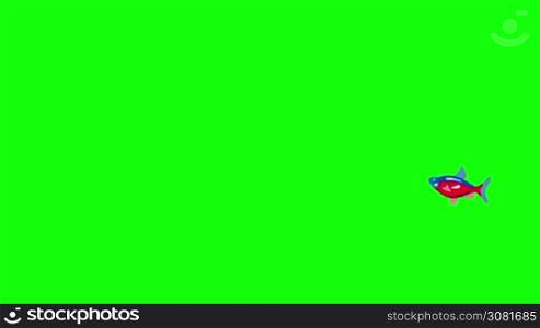 Small Red-blue striped Aquarium Fish floats in an aquarium. Animated Looped Motion Graphic Isolated on Green Screen