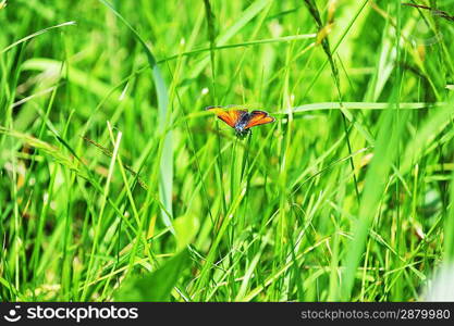 small red butterfly sitting on a green grass