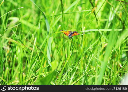 small red butterfly sitting on a green grass