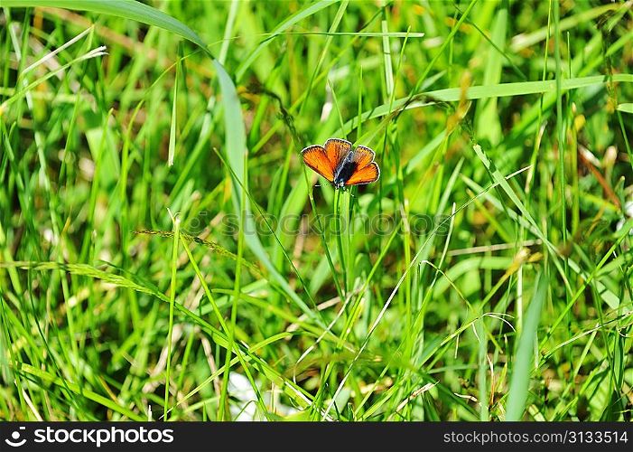 small red butterfly sitting on a green grass