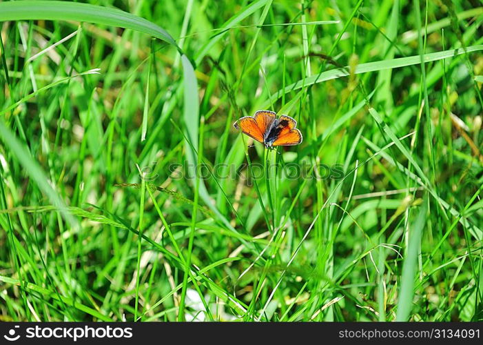 small red butterfly sitting on a green grass