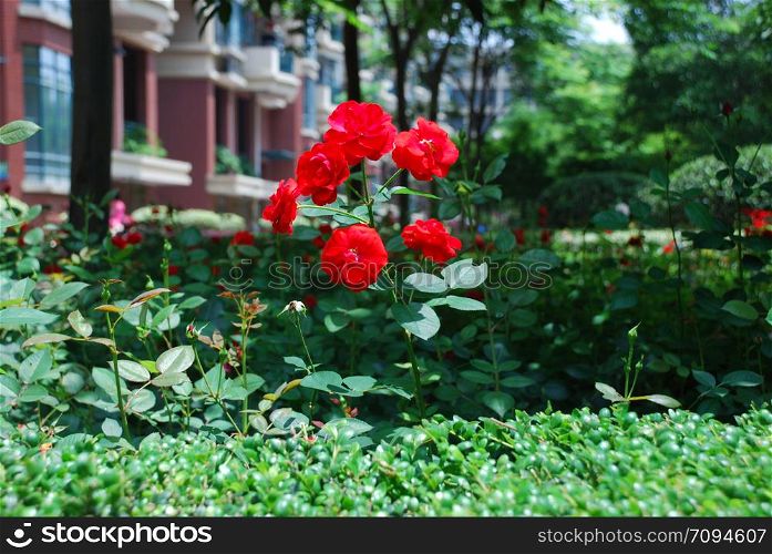 small red flowers in the garden near building
