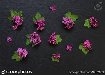 Small red flowers of lilac and green leaves are spread on a black slate; flat lay; top view; overhead view