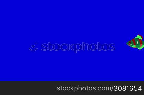 Small Red-green Aquarium Fish floats in an aquarium. Animated Looped Motion Graphic Isolated on Blue Screen