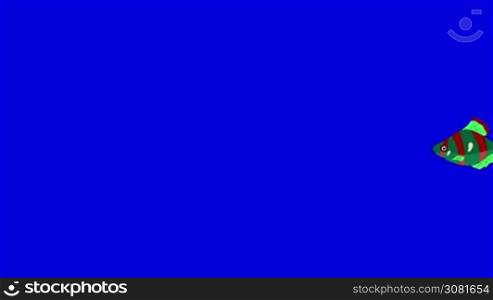 Small Red-green Aquarium Fish floats in an aquarium. Animated Looped Motion Graphic Isolated on Blue Screen
