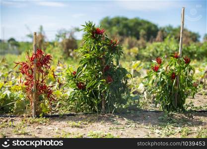 Small red hot peppers in bush. Sunlight. Small garden with hot peppers. Many ripe red hot variety peppers. Agriculture concept. Spicy and hot concept. Backlight. Ripe and dry with sharp tip peppers.