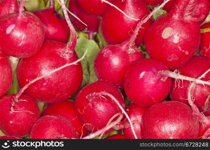 small red radish. radish