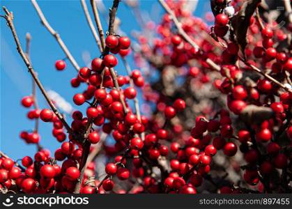Small red winter berry or Holly berry on its branches close up details with blue sky background