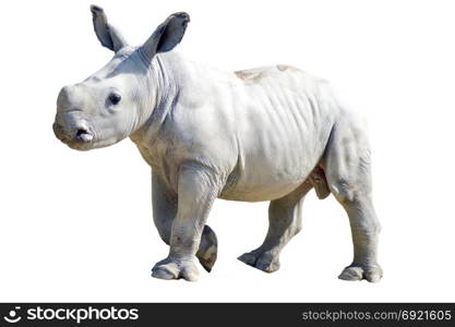 Small rhinoceros on a white background . Small rhinoceros on a white background in a wildlife park in France